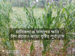 মানিকগঞ্জে ঝড়ো বৃষ্টিতে ফসলের ক্ষতি