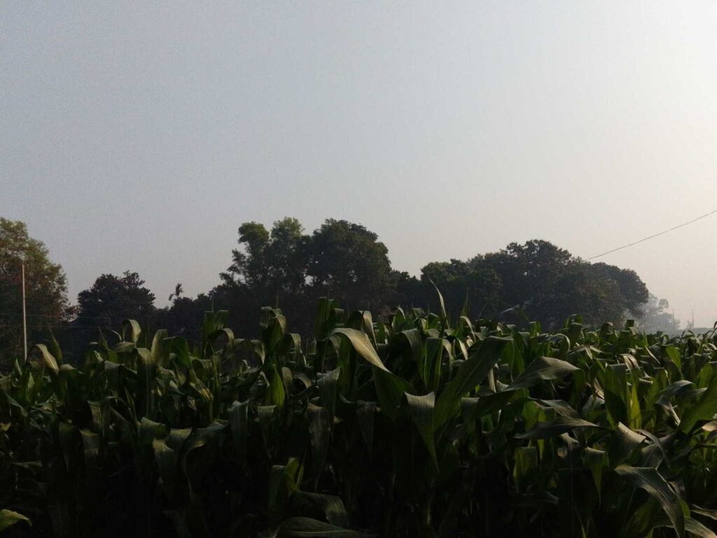 সকাল থেকে রোদের প্রভাব স্পষ্ট