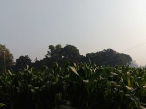 সকাল থেকে রোদের প্রভাব স্পষ্ট 