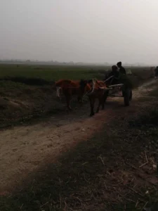 মানিকগঞ্জে স্যাঁতস্যাঁতে মাটিতে ঘোড়ার গাড়ি